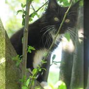 Maine Coon Catoma's Cayman