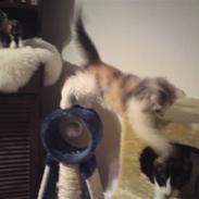 Norsk Skovkat Duchess