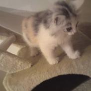 Norsk Skovkat Duchess