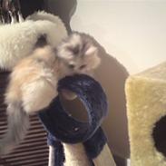 Norsk Skovkat Duchess