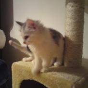 Norsk Skovkat Duchess