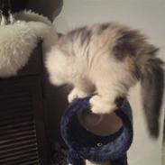 Norsk Skovkat Duchess