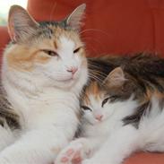 Norsk Skovkat Fruens Helena