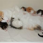 Norsk Skovkat Fruens Helena