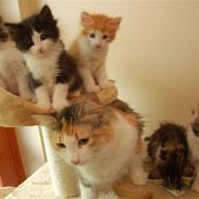 Norsk Skovkat Fruens Helena