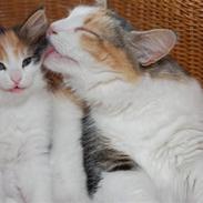 Norsk Skovkat Fruens Helena