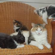 Norsk Skovkat Fruens Helena