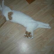 Blanding af racer Mickey (Død)