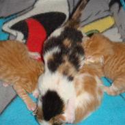 Huskat pjuske og hindes 4 kilige