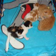 Huskat pjuske og hindes 4 kilige