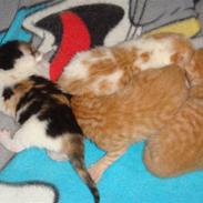 Huskat pjuske og hindes 4 kilige