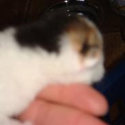 Huskat pjuske og hindes 4 kilige