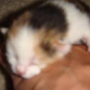 Huskat pjuske og hindes 4 kilige