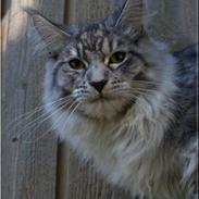 Maine Coon DK Proud Danish Ernesto