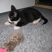 Huskat Manse