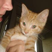 Huskat Oliver *RIP*