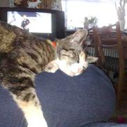 Huskat mulle 04-03-10 R.I.P.