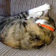 Huskat mulle 04-03-10 R.I.P.
