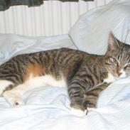 Blanding af racer Buster