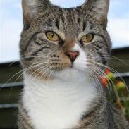 Blanding af racer Buster