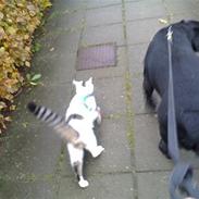 Huskat freja