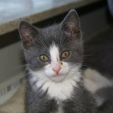 Blanding af racer Bertram RIP