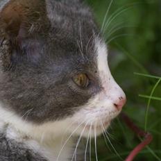 Blanding af racer Bertram RIP