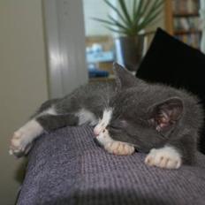 Blanding af racer Bertram RIP