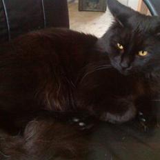 Blanding af racer Mowgli (ikke vores mere)