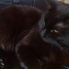 Blanding af racer Mowgli (ikke vores mere)