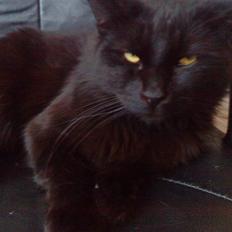 Blanding af racer Mowgli (ikke vores mere)