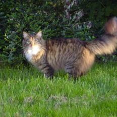 Blanding af racer Mizzi (Død 21/10 2022)