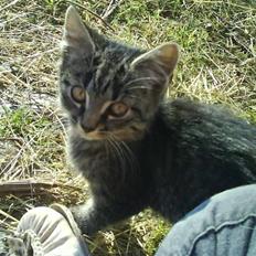 Blanding af racer tiger<33