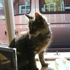 Blanding af racer tiger<33