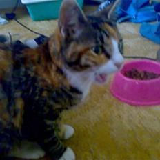 Huskat anja*mis mis*