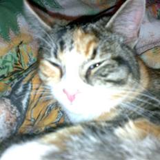 Huskat anja*mis mis*