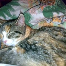 Huskat anja*mis mis*