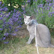 Russian Blue Wulfie