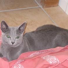 Russian Blue Wulfie