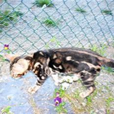 Bengal Leopardette´s Genesis