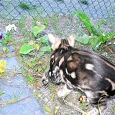 Bengal Leopardette´s Genesis