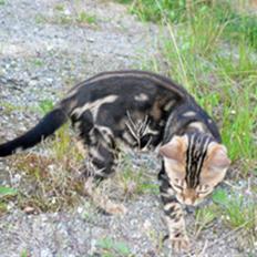 Bengal Leopardette´s Genesis