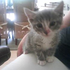 Blanding af racer O'mally