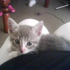 Blanding af racer O'mally