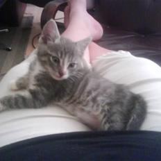 Blanding af racer O'mally