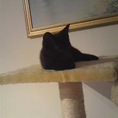 Blanding af racer Sorte slyngel