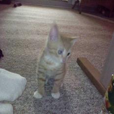 Blanding af racer speedy R.I.P.