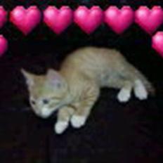 Blanding af racer speedy R.I.P.