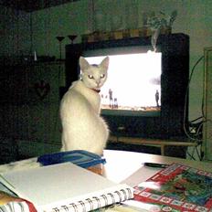 Blanding af racer Mille R.I.P.