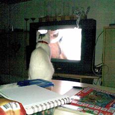 Blanding af racer Mille R.I.P.